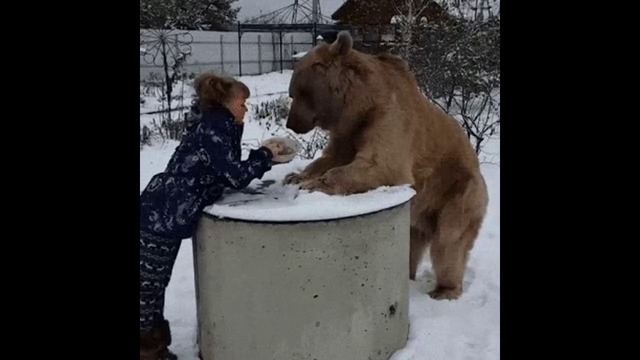 Маша и Медведь  в реалния живот