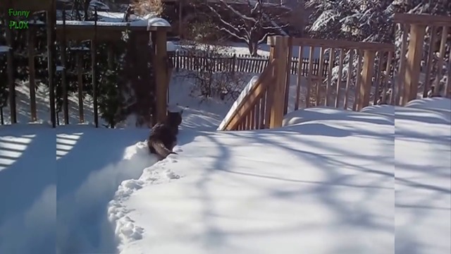 Котки в снега 2016