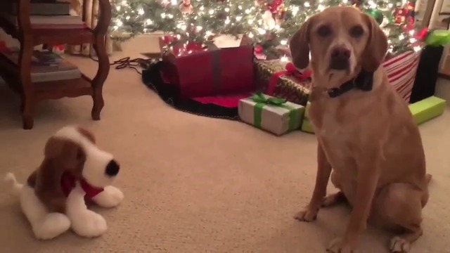 Куче се плаши от пееща играчка .