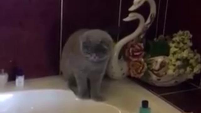 Котка приготвя ваната за къпане