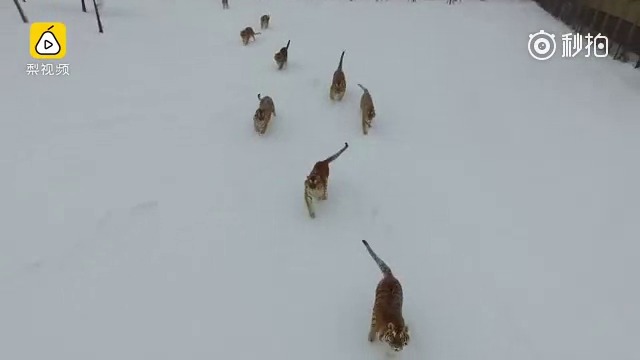 Сибирски тигри гонят дрон в снега. Ще го хванат ли?