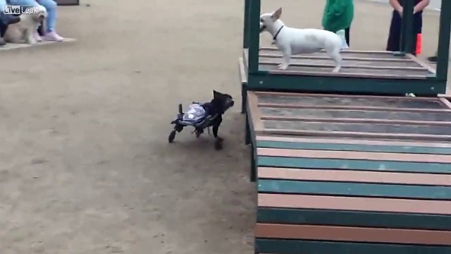 Куче на инвалидна  количка