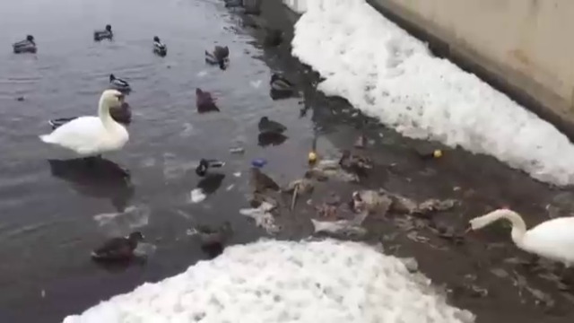 Лебед почиства езеро след топенето на снега .