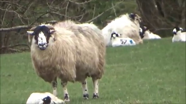 Вижте стадо овце в Шотландия роднини на овцата Доли - първото клонирано живо същество