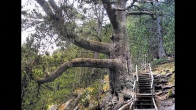 Вижте величествени вековни дървета в България 2018