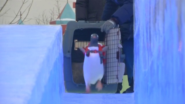 Пингвини се пързалят на фестивал на леда в Китай! Вижте ги не са ли много милички (ВИДЕО)