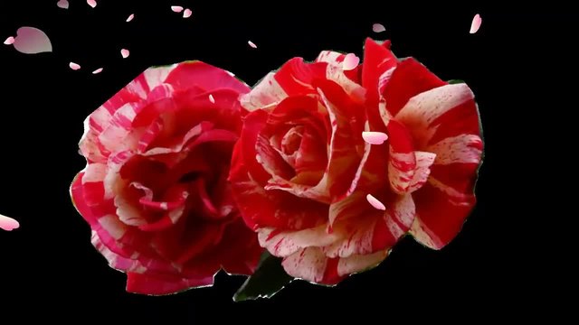 Roses, saxophone and love! ... (Marionne Wheels - saxophone) ... ...