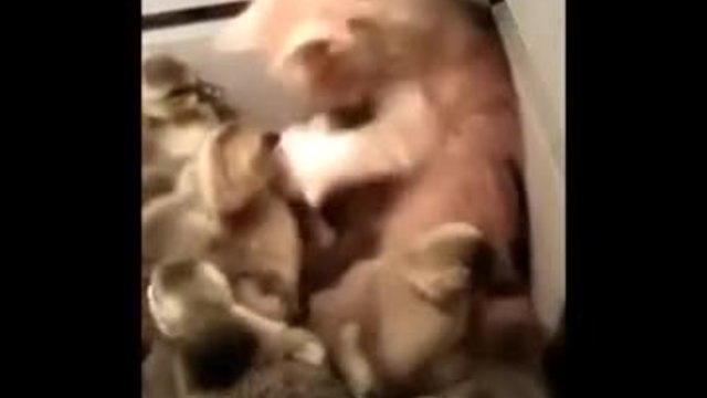 Котенце с патенца