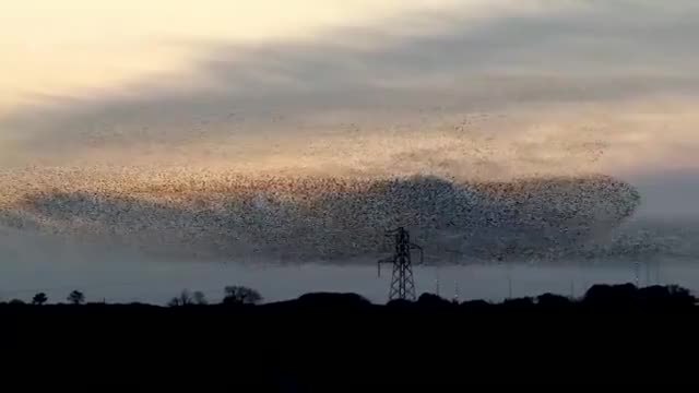 На пръв поглед изглеждат като обикновени птици, но изчакате малко, защото ще видите нещо НЕВЕРОЯТНО! УДИВИТЕЛНО! (ВИДЕО)2