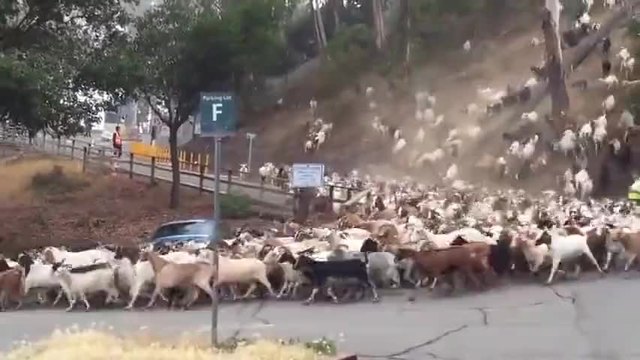Огромно стадо кози преминават и спират движението на пътя