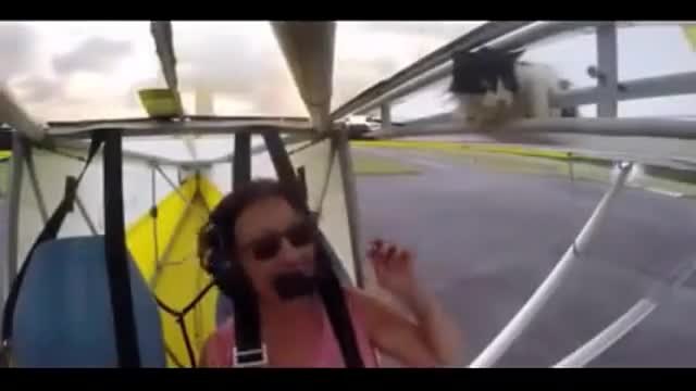 Котка оцеля след полет на крилото на мотопланер