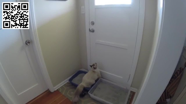 Котка намира хитър начин да гледа навън