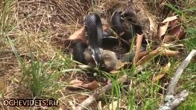 Заек спасява малките си от змия