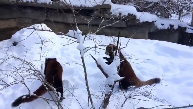 Колко са сладки тези Червени панди Радостта им е заразна!