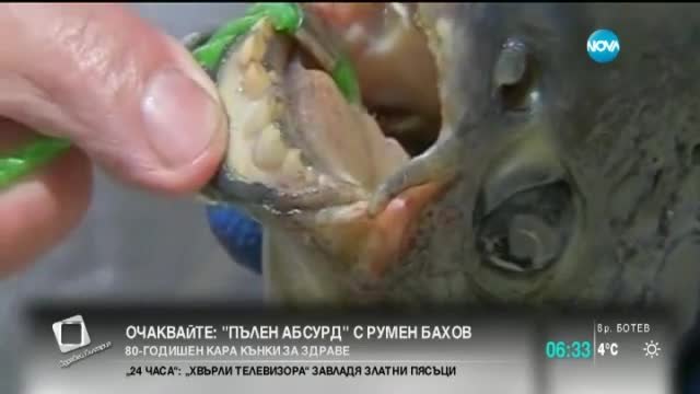 Риба с човешки зъби - Новини от медиите 2015 (видео)