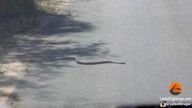 Страшна змия на пътят (видео)