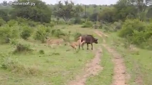 Бивол отъркалва лъвица за да защити младо теле от стадото