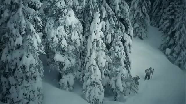 Кой би повярвал, че вълците могат да спасяват хора?