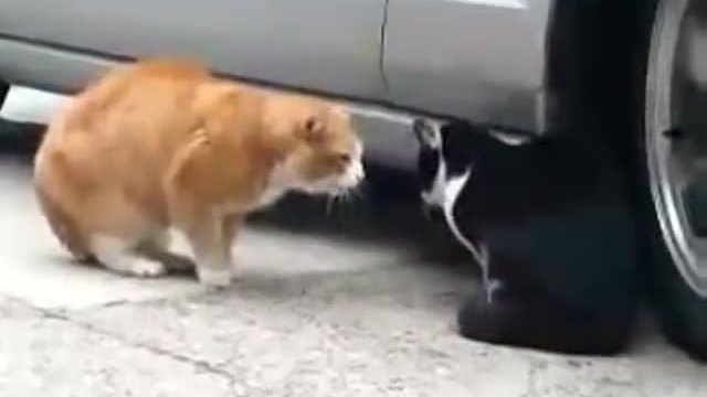 Любовна кавга между две котки // Love quarrel between two cats