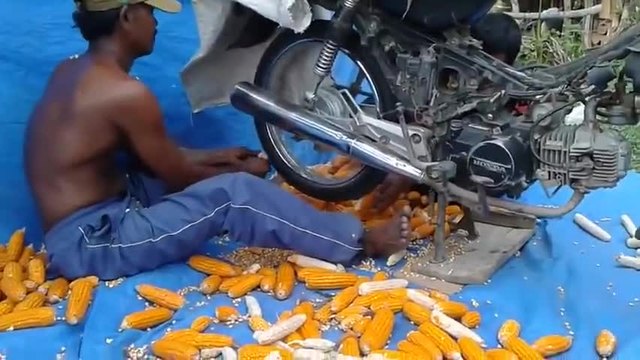 Вижте как ронят царевица в Индия ! Страхотен нов метод за производство на царевични семена