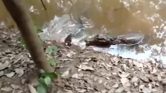 Електрическа змиьорка умъртвява нападащ я алигатор
