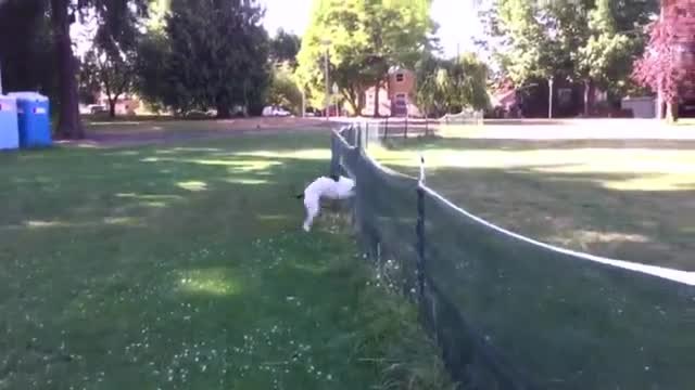 Куче прави двойно салто като нинджа // видео