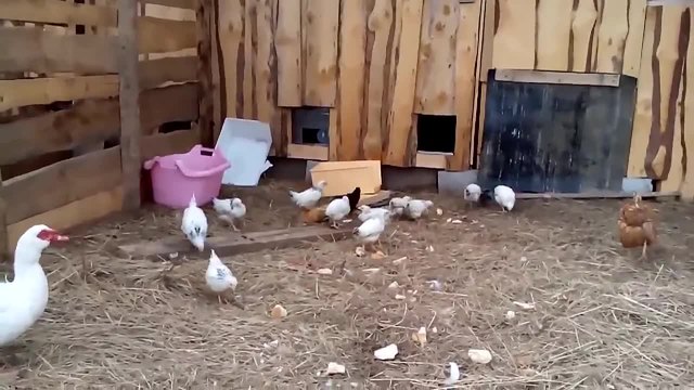 Бързо прибиране на пилета в кокошарник в Русия