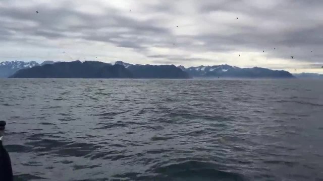 Мъж снима видео с гърбати китове, които се хранят