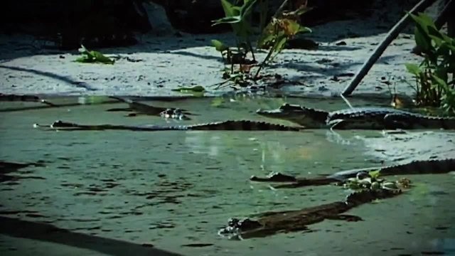 Анаконда атакува крокодил! Страховита битка вижте видео