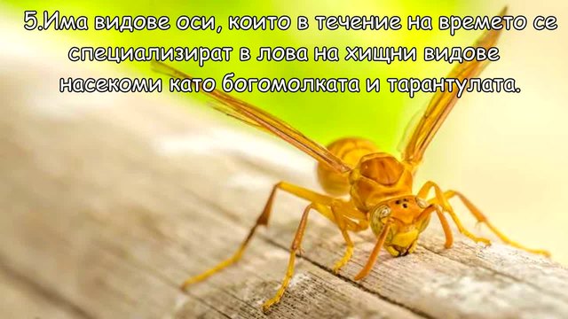 Интересни факти за насекомите
