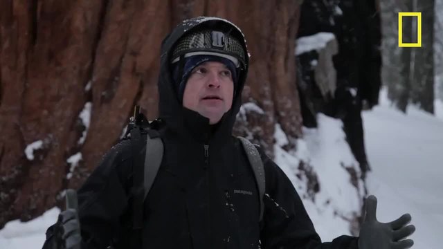 Гигантска секвоя на 3200 години