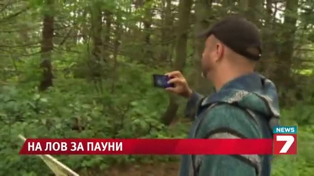 Канадец загуби домашния си любимец - паун News7