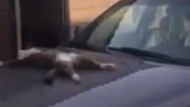 Ето как спят котараците в Русия !!! Стопанин събужда котарака си заспал върху колата му (ВИДЕО)