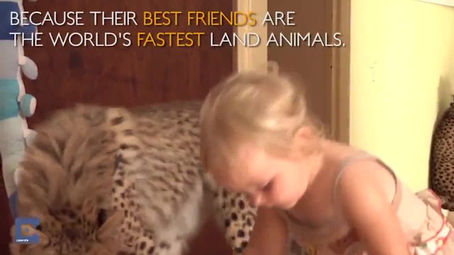 Гепарди и деца живеят заедно (ВИДЕО)