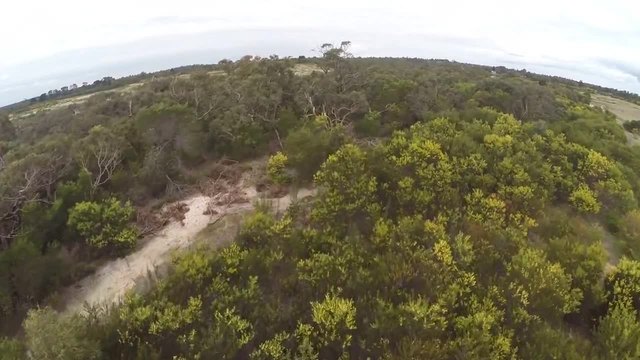 Орел нападна и свали дрон