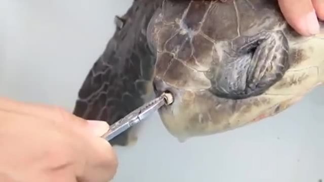 Добри хора спасяват морска костенурка от смърт !