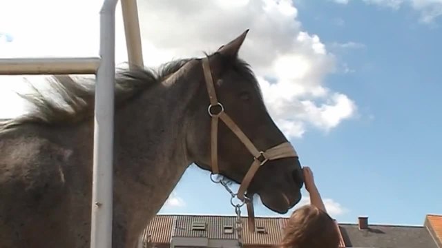 Подрязване на копитата на голям Белгийски кон