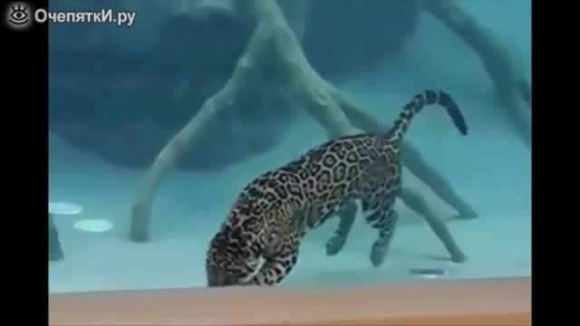 Ягуар изкусен и грациозен подводен плувец