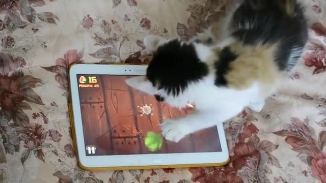 Котка играе нинджа на таблет Fruit Ninja