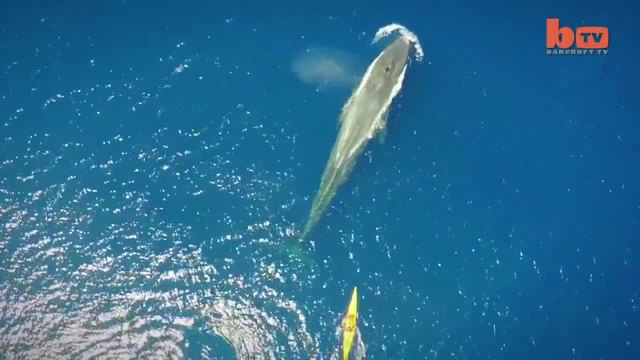 Сини китове снимани от дрон (видео)