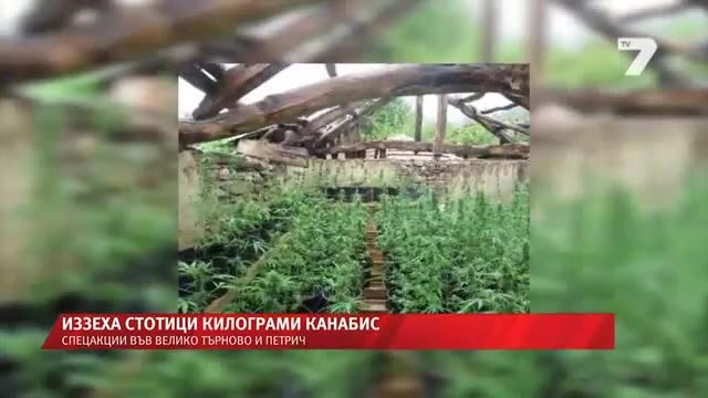Спецакция иззе рекордни количества канабис в Петрич и Велико Търново