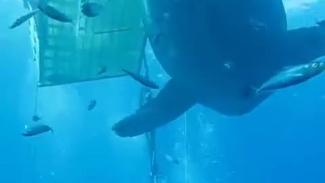 Огромна бяла акула бе заснета край бреговете на Мексико