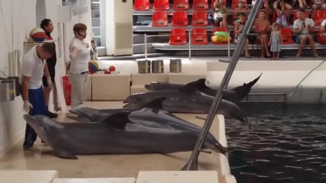 Делфините от Делфинариума във Варна поздравяват зрителите