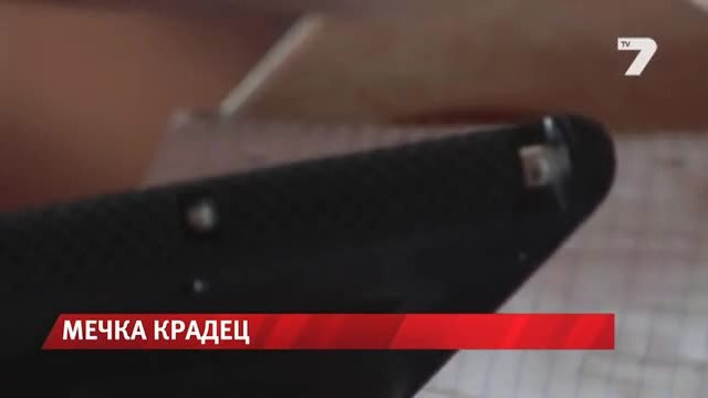 Мечка открадна дамска чанта от кола News7