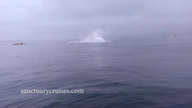 Кит скочи върху двойка на каяк