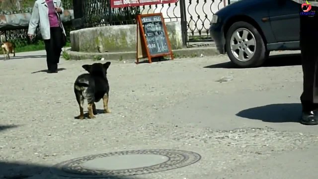 Бездомно куче живее в кашон, но вижте кой отиде при него