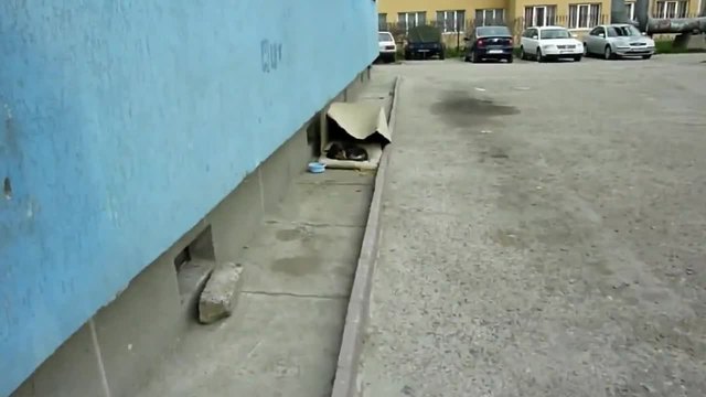 Това бездомно куче живееше в картонена кутия, но вижте кой отиде при него