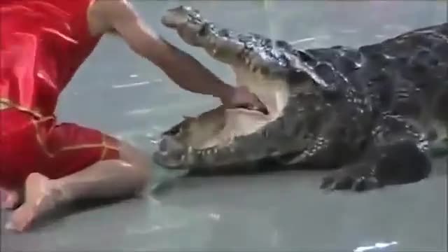 Умел китайски дресьор вкара ръката си в гърлото на крокодил