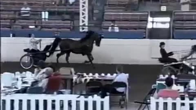 Какво направи този кон на състезание,вижте сами. . .!