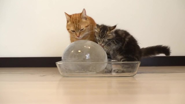 10 сладки котенца си играят с ледена топка и й се наслаждават